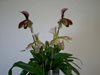 Paphiopedilum 
